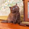 BRITISH SHORTHAIR KITTENS CHOCOLATE BOY