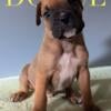 Full blooded boxer puppies 