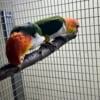 PENDING Bonded white bellied caique parrot pair