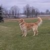 Golden retriever stud.