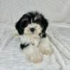 MALTIPOO PUPPIES