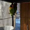 Black Cheeked Lovebirds
