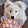AKC Female Samoyed