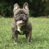 Male French Bulldog (4 years old)