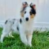 AKC Blue Merle Sheltie female