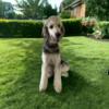 1 years old Male standard Poodle