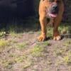 South African Boerboel 