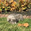 Beautiful Blue Cane Corso Puppy