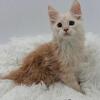 Maine Coon Kittens
