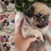 Blossom Fawn Girl Pug Puppy Cincinnati Ohio Pugs