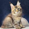 Maine Coon Brown Tabby Boy