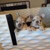 French bulldog pups lilac merle