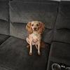 Cavapoo