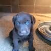 AKC Registered Female Chocolate Labrador Retriever Puppy