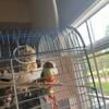 Pair of conures Torqouise male and high Red female