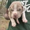 American bully pups