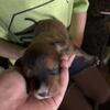 Rescue dog had puppies
