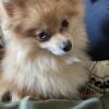 Female Pomeranian crme Merle