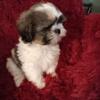 SOLD Purebred Shih Tzu puppy