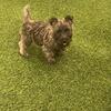 Piper! Cairn Terrier! 499