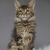 European Maine Coon Boy - Brown Tabby with Lynx Tips