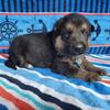 German Shepherd puppies AKC