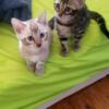 Bengal kittens ready for rehomIng