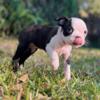 boston terrier puppies ready to go