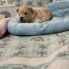 Morkie Puppies 