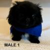 CKC Pekingese Puppies