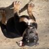 American bully puppy. Chocolate tri