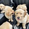 Golden retriever puppies in Miami