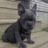 French bulldog akc male