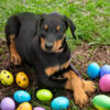 AKC Doberman pincher puppies