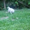 One female available.  GREAT PYRENEES PUPPIES