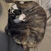 Pitt Mix Puppies