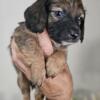 Male long hair shaded red mini dachshund