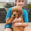 Golden Retriever AKC female puppy red