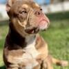 Exotic bully puppy male