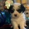 Morkie puppies 