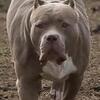 Lilac 4 year old spayed pet homr bully