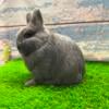 WOW Blue Purebred Netherland Dwarf Jr. Buck Bunny Rabbit