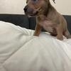5 pups looking for a home