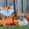 Pembroke Welsh Corgi Puppies 3 available