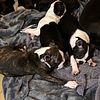 9 week old CKC Boston Terrier Pups