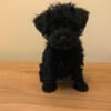 Black yorkie poo hypoallergenic