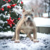 American Bully pups of extreme champion bankroll