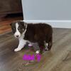 AKC Registered Border Collie Puppies 