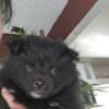 Adorable Pomeranian Puppies Looking for their Forever Homes