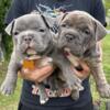 Bully puppies for sale